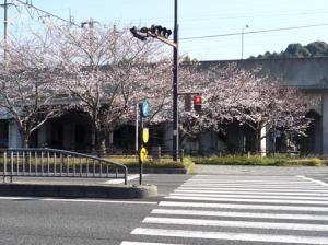 桜咲く｜「フローラルはなじん」　（愛知県名古屋市中村区の花キューピット加盟店 花屋）のブログ