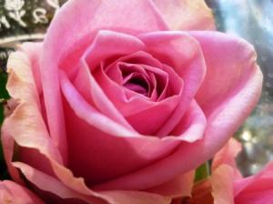 頬がゆるみっぱなしなお花たち。｜「フローラルはなじん」　（愛知県名古屋市中村区の花キューピット加盟店 花屋）のブログ