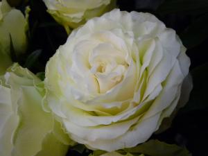 白い？バラ｜「フローラルはなじん」　（愛知県名古屋市中村区の花キューピット加盟店 花屋）のブログ