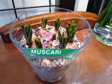 こんな鉢物、入荷されています♪｜「フローラルはなじん」　（愛知県名古屋市中村区の花キューピット加盟店 花屋）のブログ