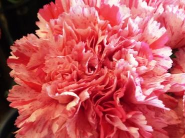 かわいいお花、入荷されました♪｜「フローラルはなじん」　（愛知県名古屋市中村区の花キューピット加盟店 花屋）のブログ