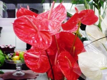 ほんのり個性的な夏らしいお花たち！！！｜「フローラルはなじん」　（愛知県名古屋市中村区の花キューピット加盟店 花屋）のブログ