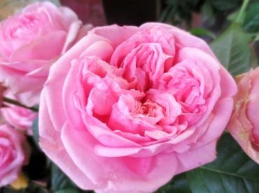 　ベルカント　*:.✿* ふわふわっとしたピンク系のバラ *✿.:*｜「フローラルはなじん」　（愛知県名古屋市中村区の花キューピット加盟店 花屋）のブログ