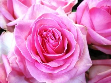 ソルベットアバランチェ　*:.✿* ぽってりしたピンク系のバラ *✿.:*｜「フローラルはなじん」　（愛知県名古屋市中村区の花キューピット加盟店 花屋）のブログ