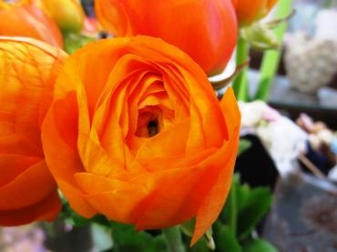 春のお花入荷されています！　　✿.。.:*・°まだまだ寒いですが…　✿.。.:*・°｜「フローラルはなじん」　（愛知県名古屋市中村区の花キューピット加盟店 花屋）のブログ