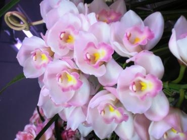 冬の蘭！　　✿　お花持ちもとっても良いです！　✿｜「フローラルはなじん」　（愛知県名古屋市中村区の花キューピット加盟店 花屋）のブログ