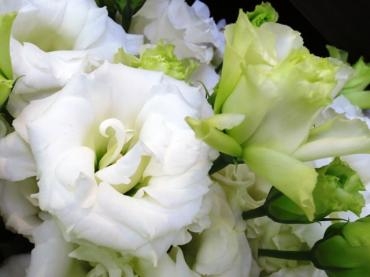 ホワイト・優しいグリーン系のお花紹介　　　✿　清楚で優しい雰囲気　✿｜「フローラルはなじん」　（愛知県名古屋市中村区の花キューピット加盟店 花屋）のブログ