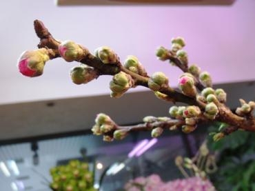 枝もの入荷されました♪　　✿｡. まだまだ寒いですが… : *✿｜「フローラルはなじん」　（愛知県名古屋市中村区の花キューピット加盟店 花屋）のブログ