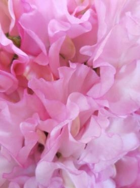 お花の壁　　✿　ふわふわピンク　✿｜「フローラルはなじん」　（愛知県名古屋市中村区の花キューピット加盟店 花屋）のブログ