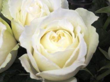バラ『シェドゥーブル』　　✿ ベルバラ園さんのバラなので、食用可！ ✿｜「フローラルはなじん」　（愛知県名古屋市中村区の花キューピット加盟店 花屋）のブログ