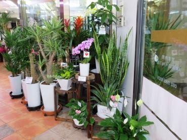 観葉植物が増えてきました♪　✿インテリアグリーンにいかがですか？✿｜「フローラルはなじん」　（愛知県名古屋市中村区の花キューピット加盟店 花屋）のブログ