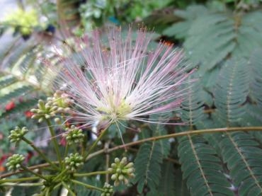 ねむの木　✿ 開花しました♪ ✿｜「フローラルはなじん」　（愛知県名古屋市中村区の花キューピット加盟店 花屋）のブログ