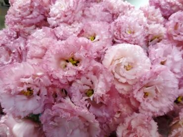 八重咲きひまわり 八重咲きトルコキキョウ 花屋ブログ 愛知県名古屋市中村区の花屋 フローラルはなじんにフラワーギフトはお任せください 当店は 安心と信頼の花キューピット加盟店です 花キューピットタウン