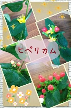 こんなお花です。 ✿ ヒペリカムのお花 ✿｜「フローラルはなじん」　（愛知県名古屋市中村区の花キューピット加盟店 花屋）のブログ