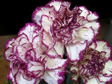花屋の花は・･･　✿ 暑かろうが寒かろうが ✿｜「フローラルはなじん」　（愛知県名古屋市中村区の花キューピット加盟店 花屋）のブログ