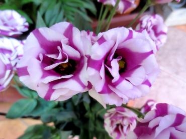 こんなお花も入荷されています♪ ✿ 他のお花も色々と♪ ✿｜「フローラルはなじん」　（愛知県名古屋市中村区の花キューピット加盟店 花屋）のブログ