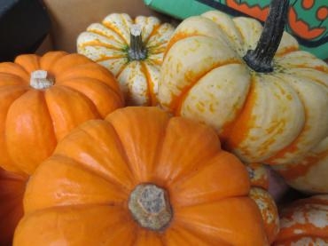 秋ですねぇ　✿ かぼちゃ入荷されています♪ ✿｜「フローラルはなじん」　（愛知県名古屋市中村区の花キューピット加盟店 花屋）のブログ