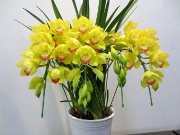 お歳暮にお花はいかがでしょうか！　✿ シンビジュウム入荷されました ✿｜「フローラルはなじん」　（愛知県名古屋市中村区の花キューピット加盟店 花屋）のブログ
