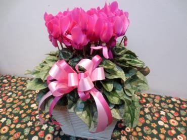 冬の花鉢！シクラメン入荷されています。　✿ ポインセチアも！ ✿｜「フローラルはなじん」　（愛知県名古屋市中村区の花キューピット加盟店 花屋）のブログ
