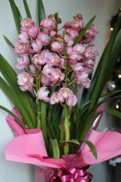 御歳暮にオススメ蘭鉢！　✿ まだ間に合います！ ✿｜「フローラルはなじん」　（愛知県名古屋市中村区の花キューピット加盟店 花屋）のブログ