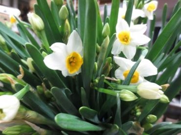 水仙入荷されました　　✿ 寒・和・冬咲き ✿｜「フローラルはなじん」　（愛知県名古屋市中村区の花キューピット加盟店 花屋）のブログ