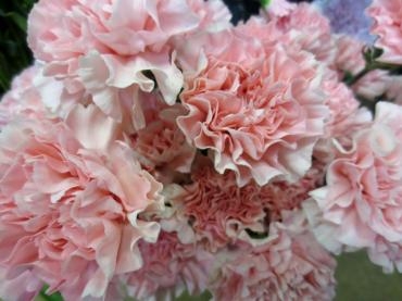 カーネーション　✿ 母の日ではないですが…可愛い子たくさん入荷されています♪ ✿｜「フローラルはなじん」　（愛知県名古屋市中村区の花キューピット加盟店 花屋）のブログ