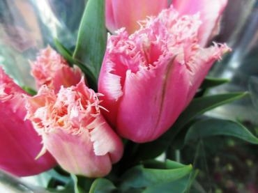 花言葉の不思議　✿ 春のお花入荷されています♪ ✿｜「フローラルはなじん」　（愛知県名古屋市中村区の花キューピット加盟店 花屋）のブログ