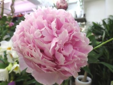 立てば芍薬、坐れば牡丹、歩く姿は百合の花　　✿ 初夏のお花入荷されています！ ✿｜「フローラルはなじん」　（愛知県名古屋市中村区の花キューピット加盟店 花屋）のブログ