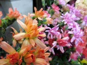素敵なカーネーション入荷されています♪　✿ ミニティアラシリーズ ✿｜「フローラルはなじん」　（愛知県名古屋市中村区の花キューピット加盟店 花屋）のブログ