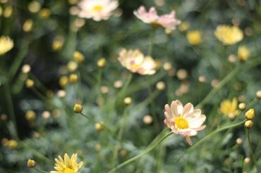 新カメラ！ ✿ お花のご予約承ります ✿｜「フローラルはなじん」　（愛知県名古屋市中村区の花キューピット加盟店 花屋）のブログ
