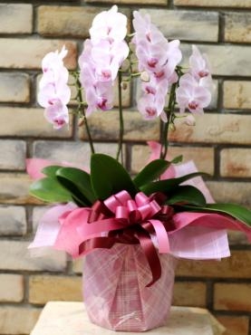 花なす　パンプキン　✿＆ 可愛いピンクの小輪コチョウラン ✿｜「フローラルはなじん」　（愛知県名古屋市中村区の花キューピット加盟店 花屋）のブログ