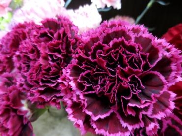 可愛いお花、続々入荷されました♪｜「フローラルはなじん」　（愛知県名古屋市中村区の花キューピット加盟店 花屋）のブログ