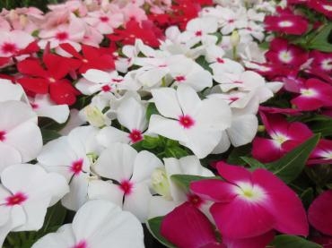 夏のお花入荷されています♪｜「フローラルはなじん」　（愛知県名古屋市中村区の花キューピット加盟店 花屋）のブログ