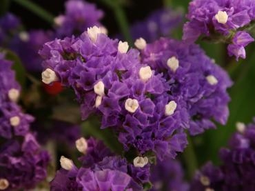 可愛らしいお花咲いてます。｜「フローラルはなじん」　（愛知県名古屋市中村区の花キューピット加盟店 花屋）のブログ