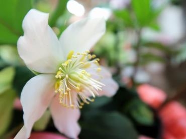こんな寒い中でも咲いてます♪｜「フローラルはなじん」　（愛知県名古屋市中村区の花キューピット加盟店 花屋）のブログ