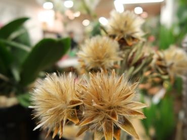 リューカデンドロン　プルモサス　他　スワッグの材料にいかがでしょうか♪｜「フローラルはなじん」　（愛知県名古屋市中村区の花キューピット加盟店 花屋）のブログ