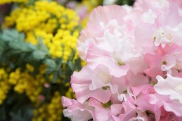心ほころぶ、可愛らしい春のお花入荷されています♪｜「フローラルはなじん」　（愛知県名古屋市中村区の花キューピット加盟店 花屋）のブログ